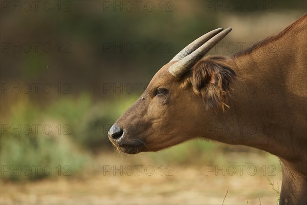 Portrait of a Forest buffalo