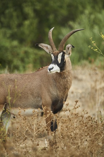 Sable antelope