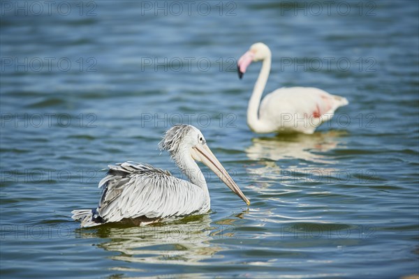 Great white pelican