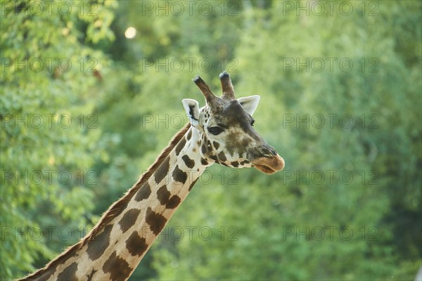 Reticulated giraffe