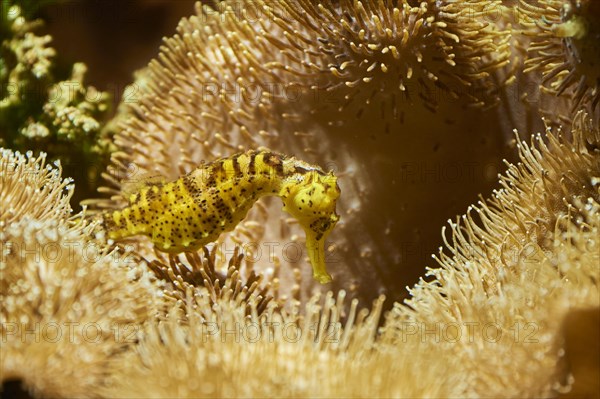 Tiger tail seahorse