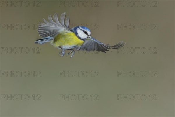 Blue Tit