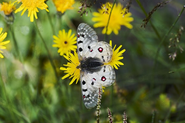 Alpine Apollo