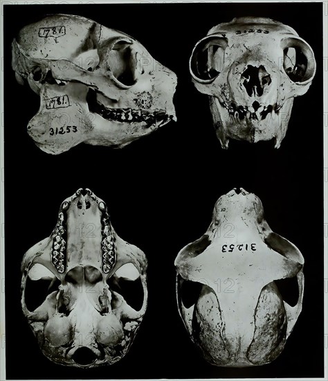 Skull bone