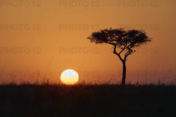 Silhouette