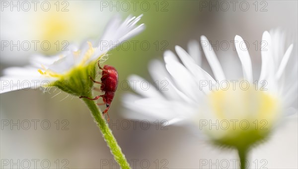 Red beetle on a white flower