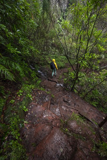 Hiker in dense forest