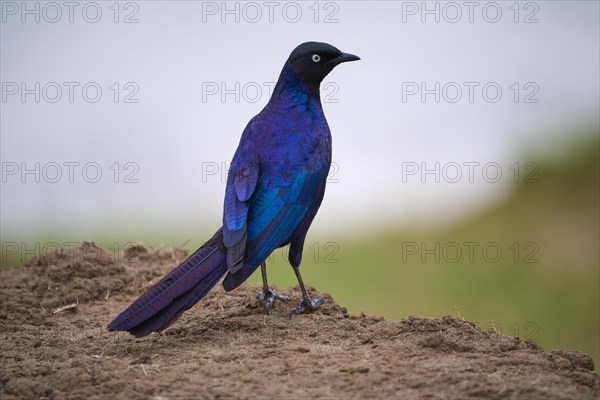 Long-tailed Glossy Starling