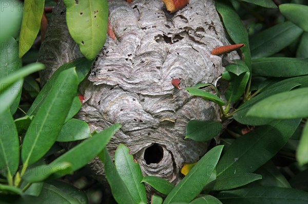 Wasps' nest