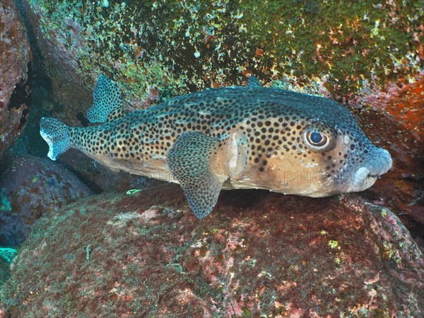 Spotfin burrfish