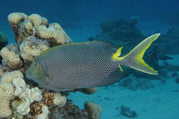 Spotted rabbitfish