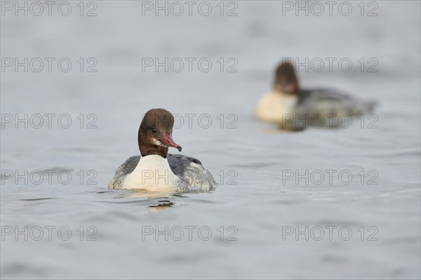 Goosander