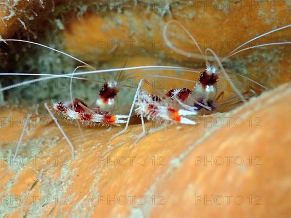 Two banded coral shrimps