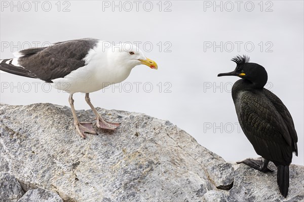 Great black-backed gull