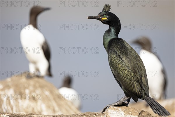 Crow Cormorant