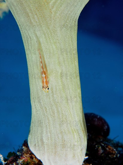 Mozambique toothy goby