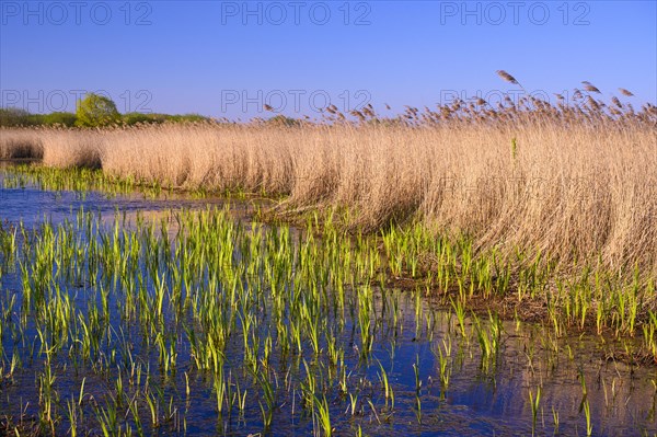 Reed on the shore of Lake Duemmer