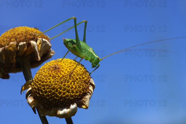 Speckled bush-cricket