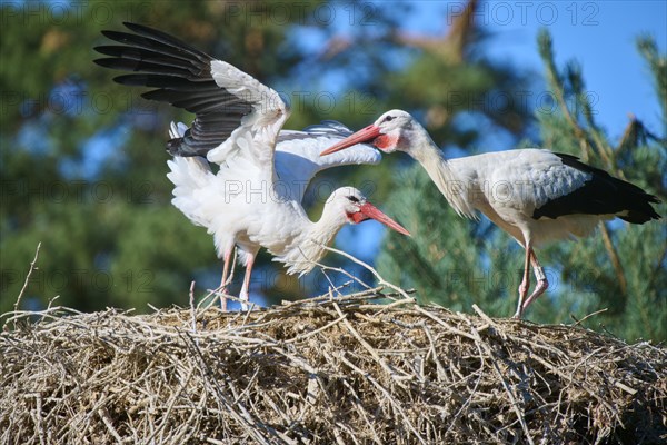 White stork