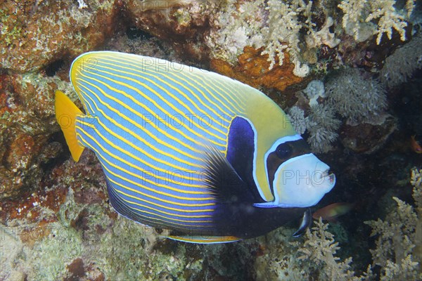 Emperor angelfish