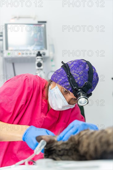 Veterinary clinic with a cat