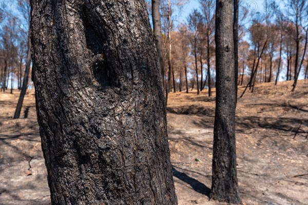 Burnt tree in the forest burned in a forest fire