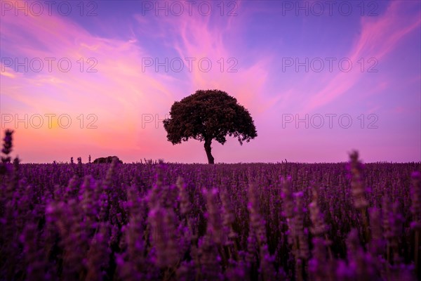 Silhouette of a tree at sunset in a lavender field