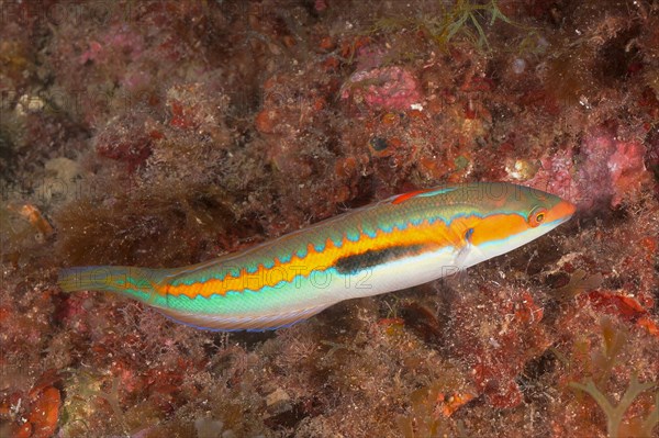 Mediterranean rainbow wrasse