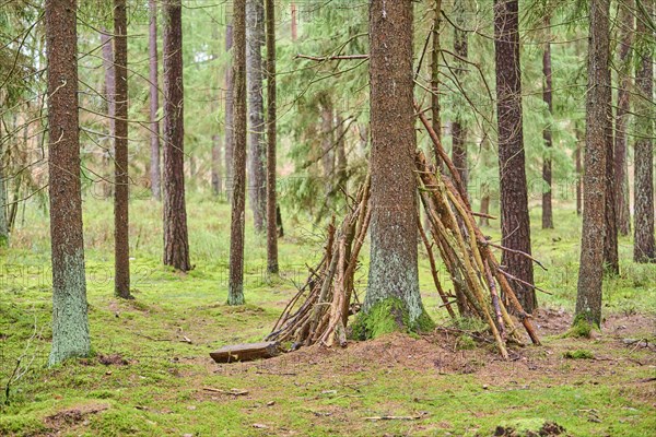 Wood tipi at a Tree trunk of the Norway spruce