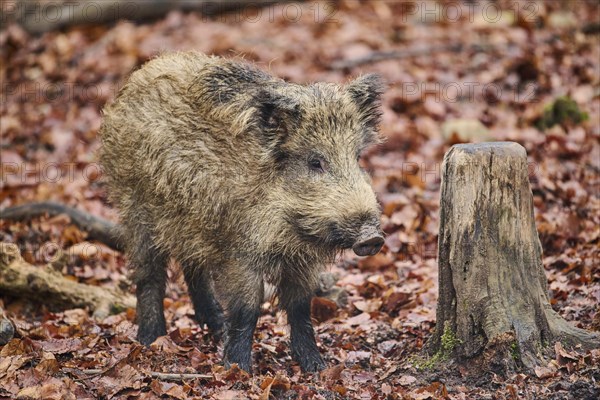 Young Wild boar