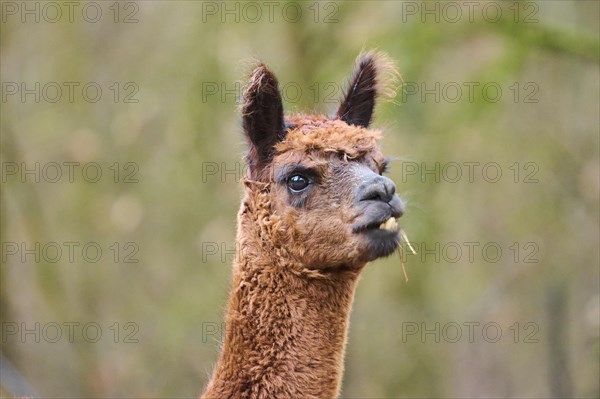 Portrait of an Alpaca