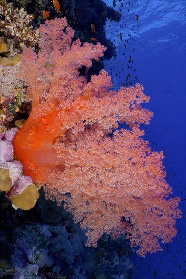 Hemprich's tree coral