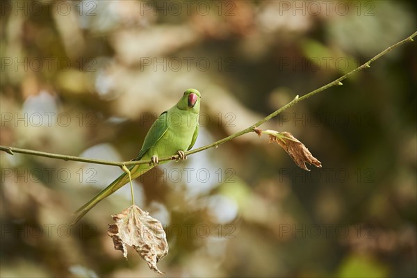 Monk parakeet