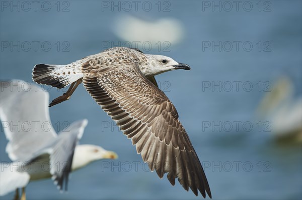 Yellow-legged gull