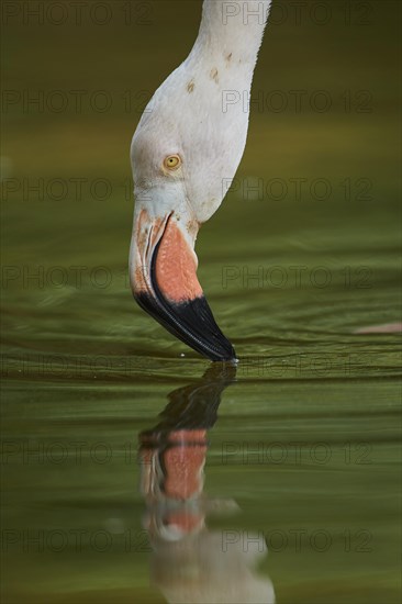 Portrait of an American flamingo