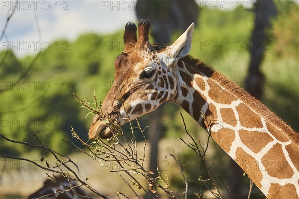 Reticulated giraffe