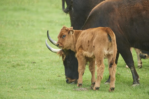 Aurochs