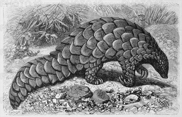 Ground pangolin