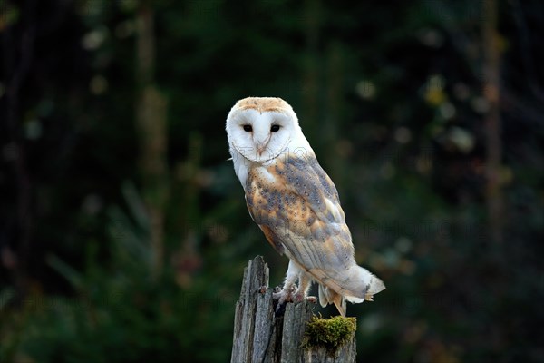 Common barn owl