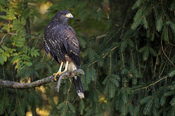 Harris's hawk