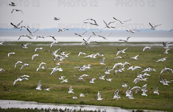 Black-headed gulls