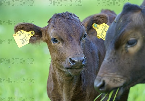 Domestic cattle