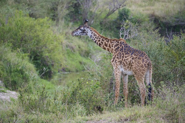 Masai giraffe