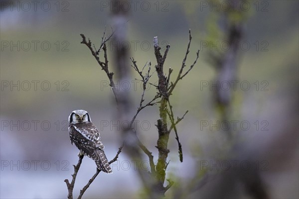 Northern hawk owl