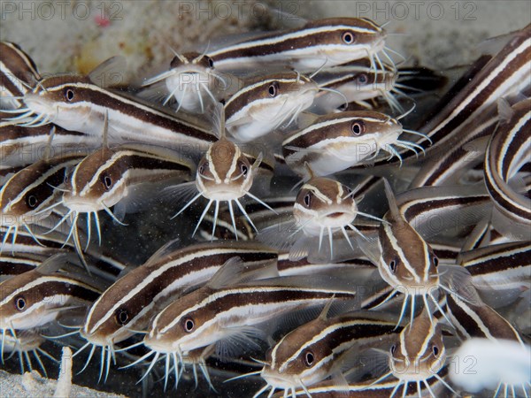 Striped eel catfish