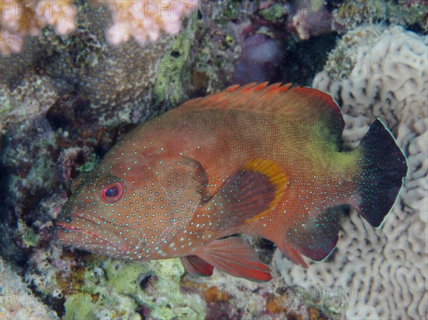 Yellowfin hind