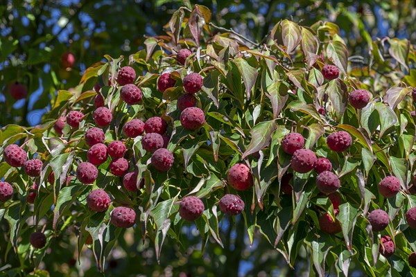 Kousa dogwood