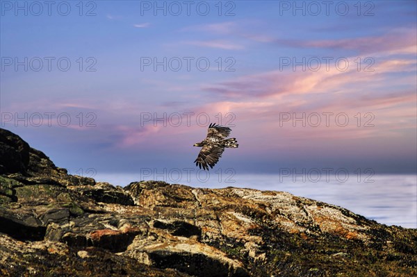 White-tailed eagle