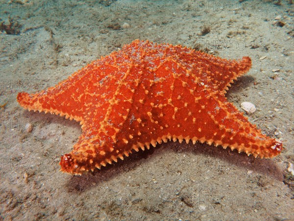 Red cushion sea star