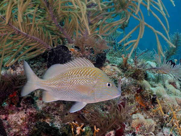 White head strip grunt